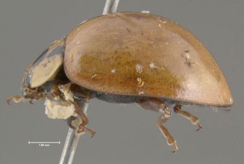 Media type: image;   Entomology 602416 Aspect: habitus lateral view